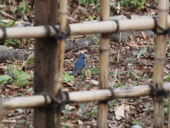 ルリビタキ 砧公園 2022年1月23日(日)