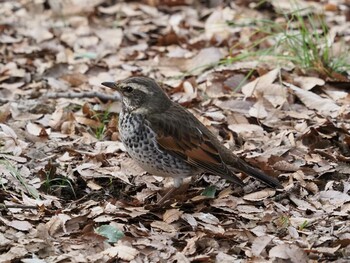 ツグミ 砧公園 2022年1月23日(日)