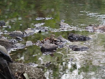 シメ 砧公園 2022年1月23日(日)