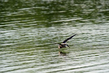 White-throated Needletail Unknown Spots Sun, 8/6/2017