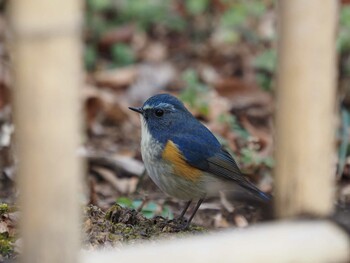 ルリビタキ 砧公園 2022年1月23日(日)