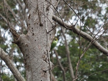 ワカケホンセイインコ 砧公園 2022年1月23日(日)