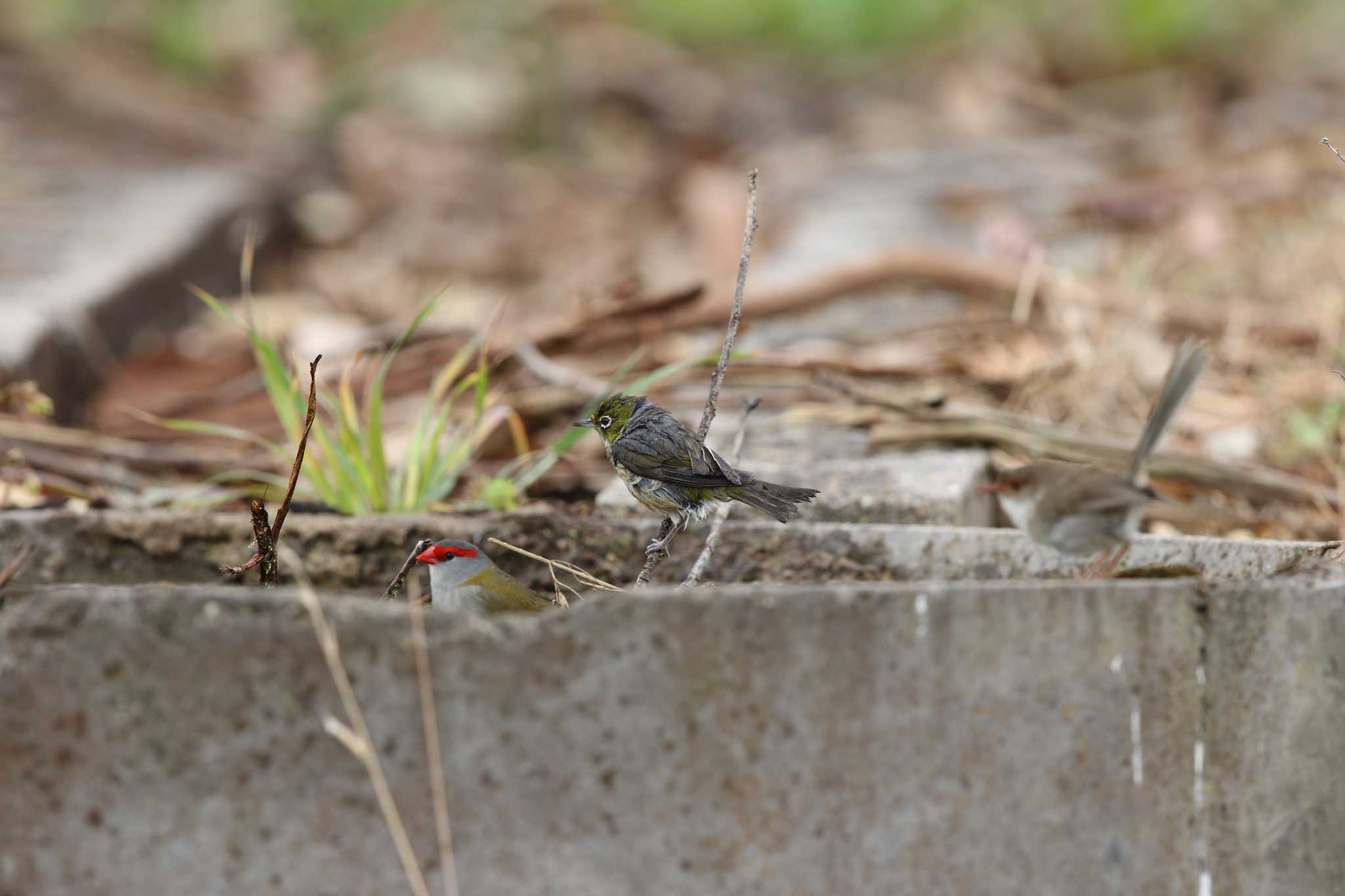 Photo of Silvereye at Twelve Apostles Motel & Country Retreat by Trio