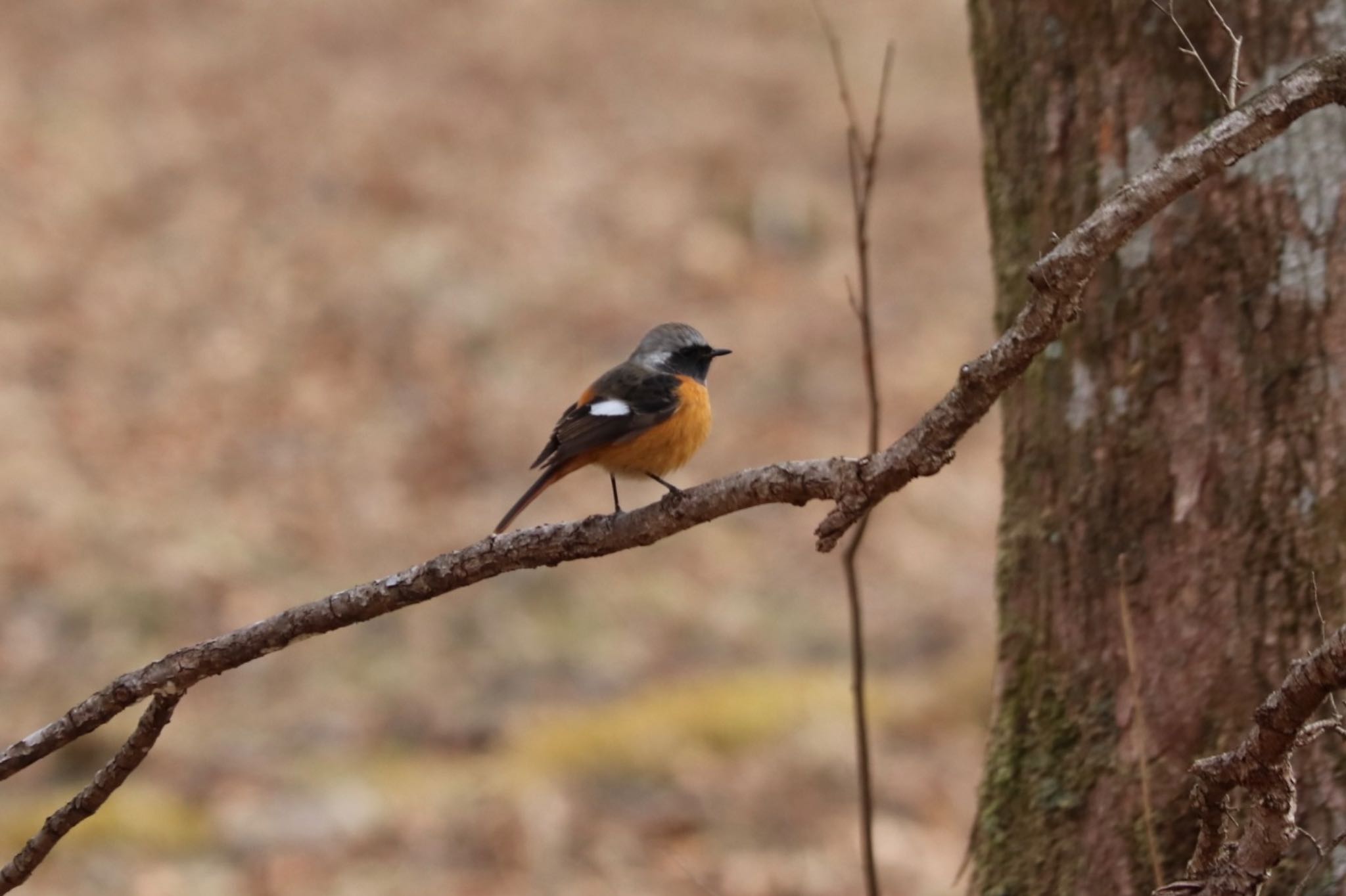 Photo of Daurian Redstart at 十里木高原 by monsuke