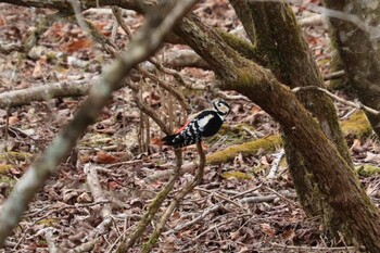 Great Spotted Woodpecker 十里木高原 Sun, 1/23/2022