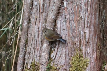 Red-flanked Bluetail 十里木高原 Sun, 1/23/2022