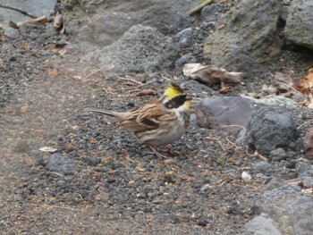 2022年1月23日(日) 十里木高原の野鳥観察記録