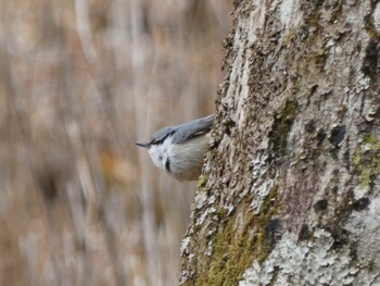 Eurasian Nuthatch 十里木高原 Sun, 1/23/2022