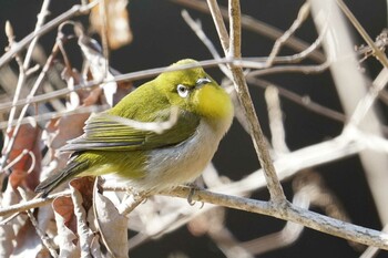 メジロ 明治神宮御苑 2022年1月16日(日)