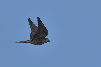 Peregrine Falcon Terugasaki Beach Sat, 8/5/2017