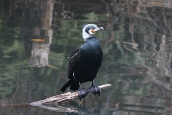 カワウ 千里中央公園(大阪府豊中市) 2022年1月23日(日)