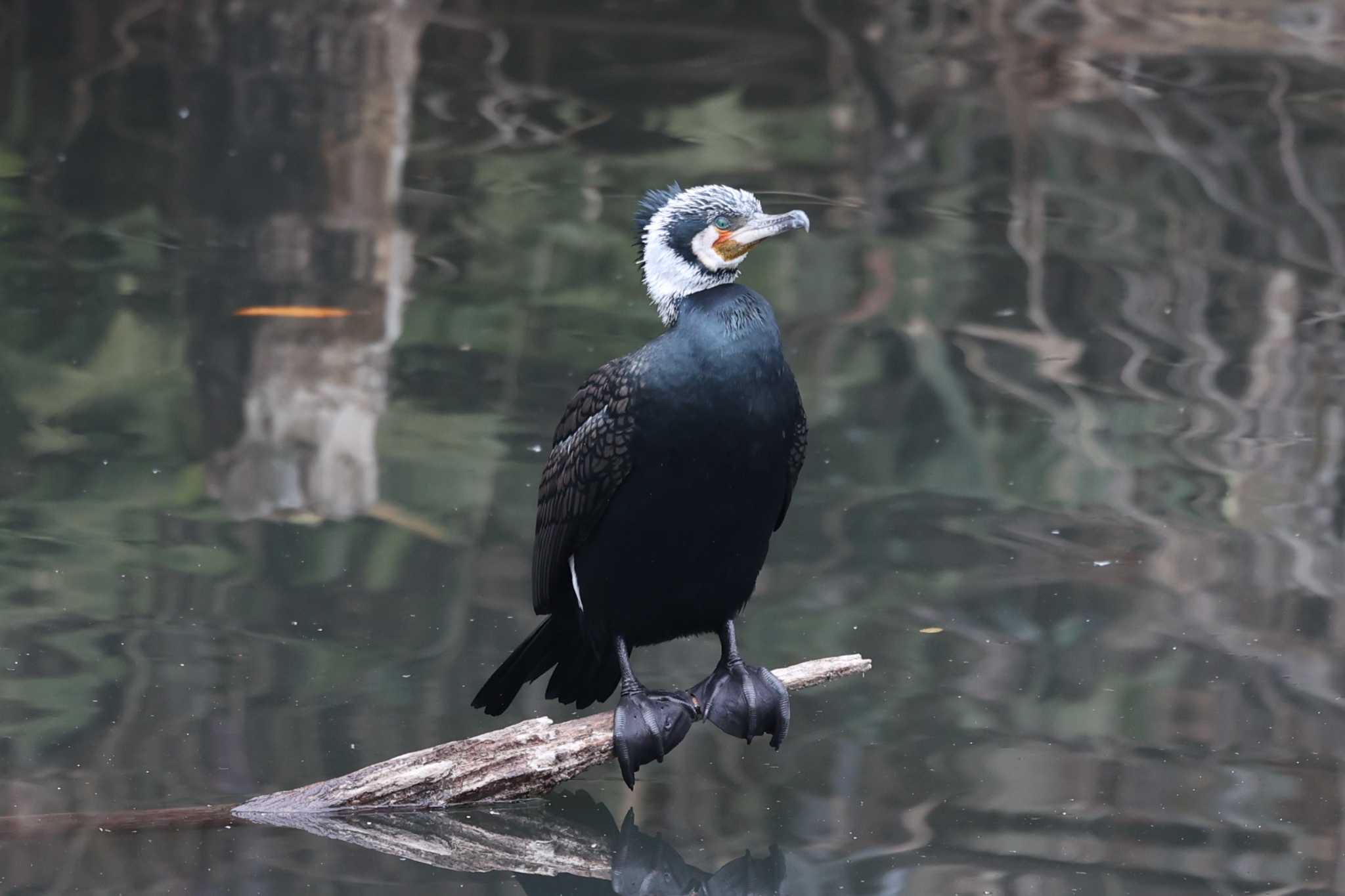 千里中央公園(大阪府豊中市) カワウの写真 by トビトチヌ