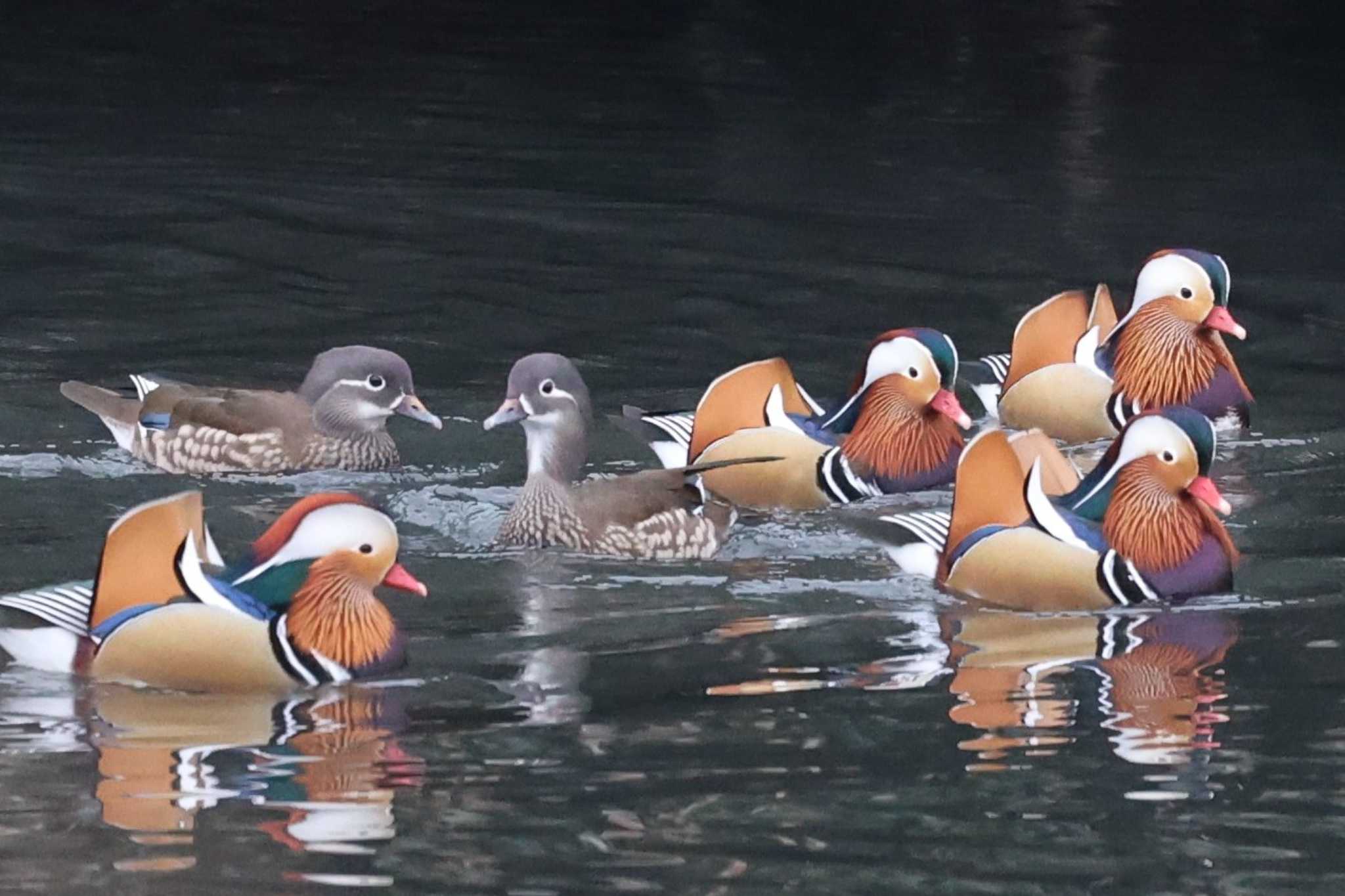 千里中央公園(大阪府豊中市) オシドリの写真