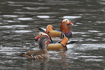 オシドリ 千里中央公園(大阪府豊中市) 2022年1月23日(日)