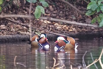 2022年1月22日(土) 新宿御苑の野鳥観察記録