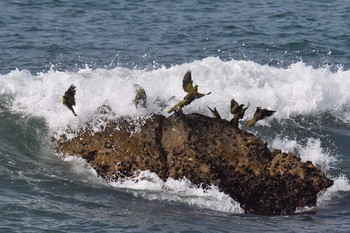 アオバト 大磯照ヶ崎海岸 2017年8月5日(土)