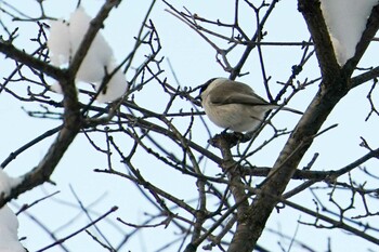 Sun, 1/23/2022 Birding report at 西野緑道(札幌市西区)