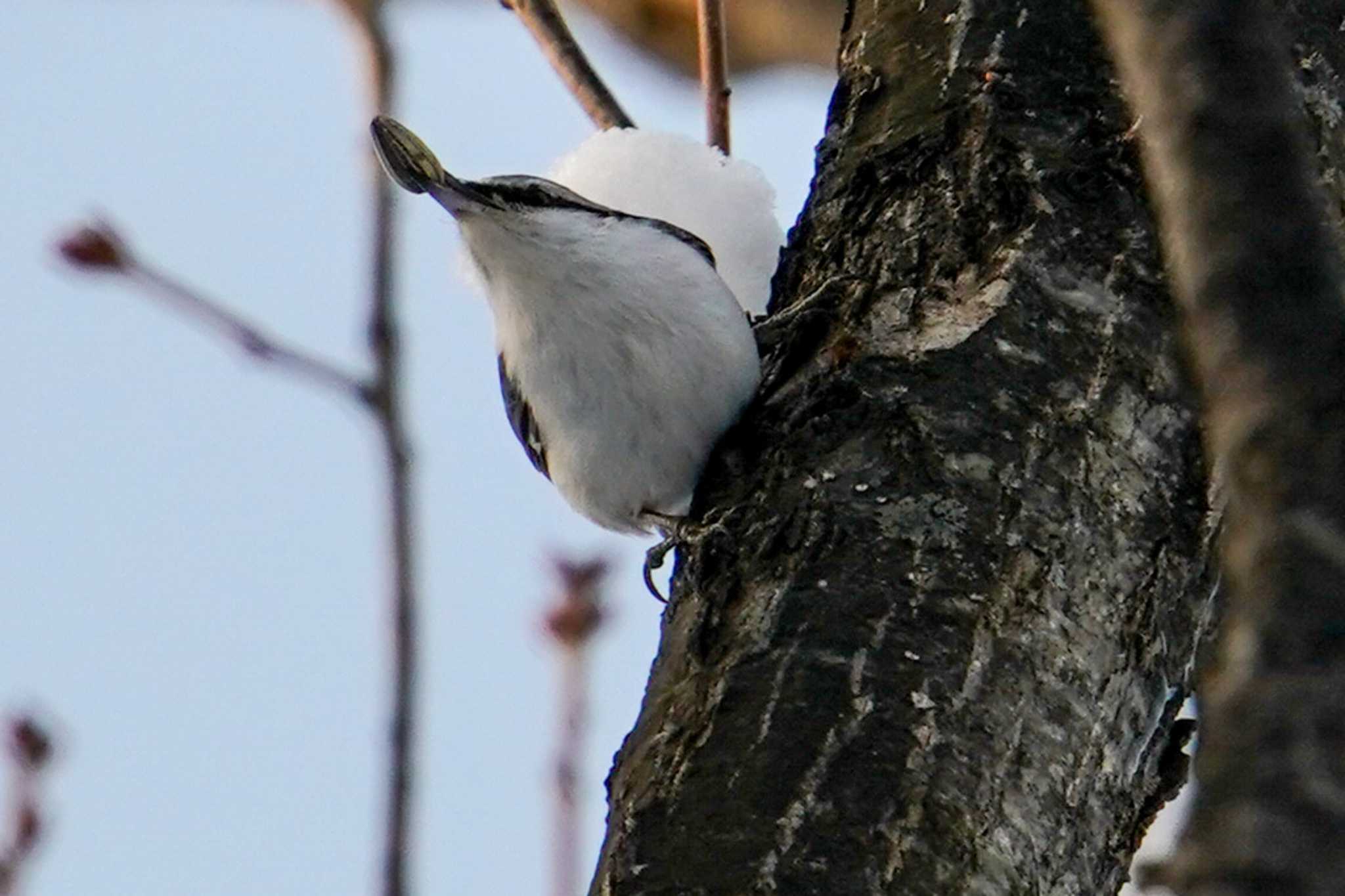 シロハラゴジュウカラ