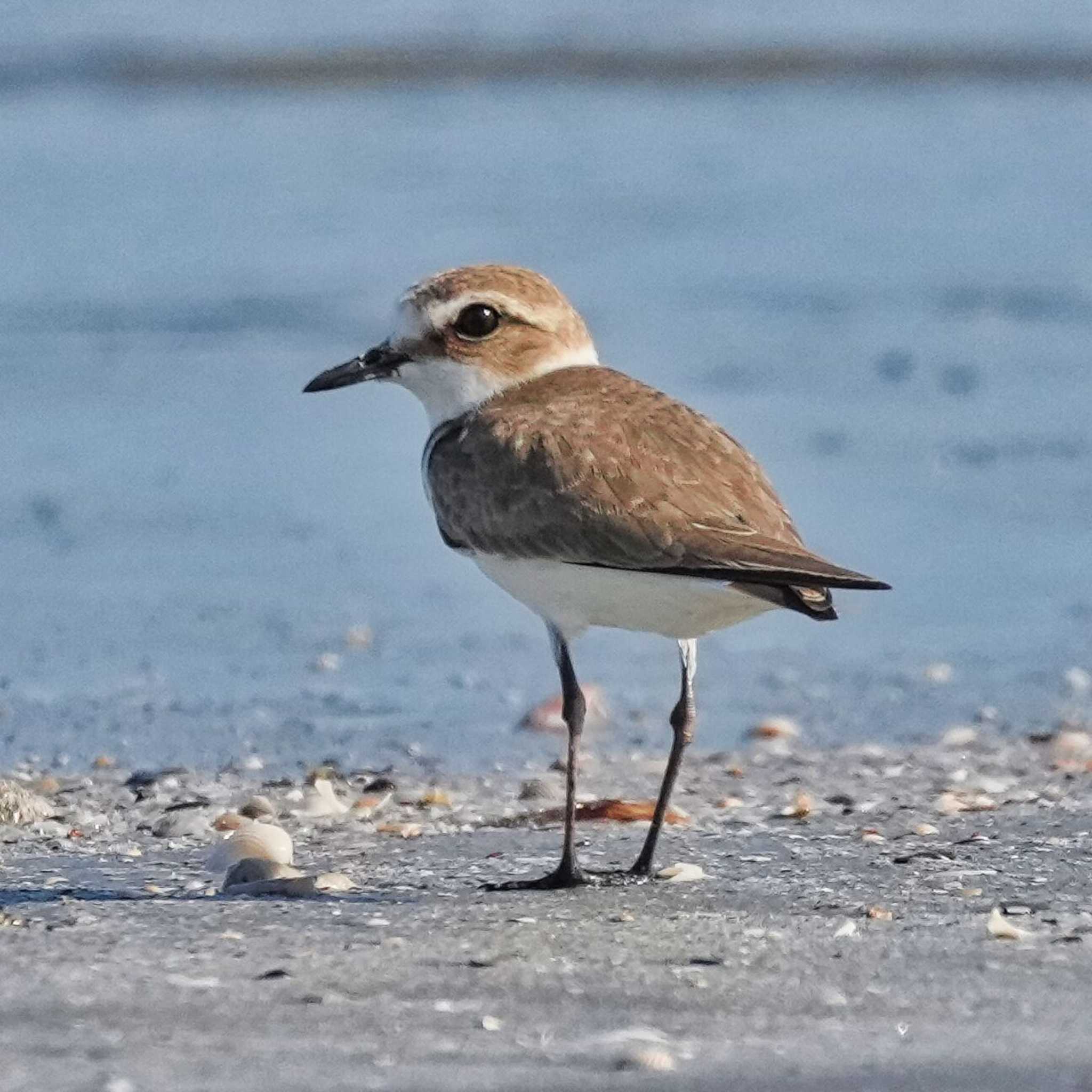 Kentish Plover