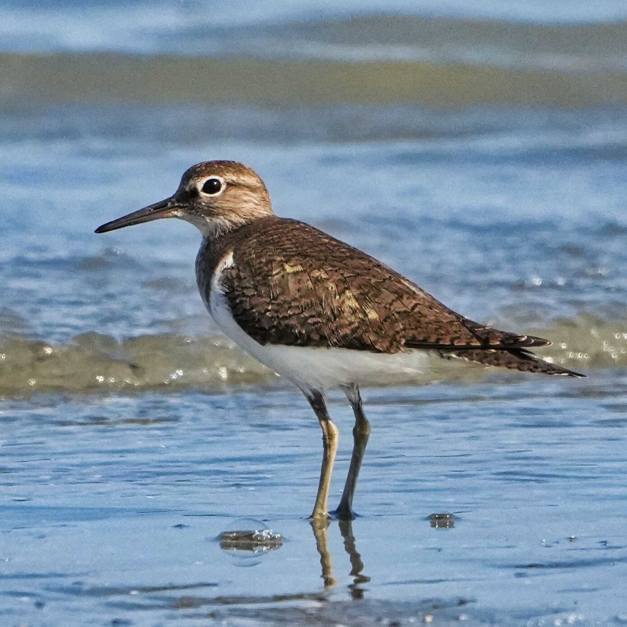 Common Sandpiper