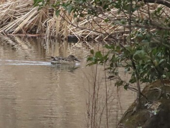 Sun, 1/23/2022 Birding report at 見沼自然公園