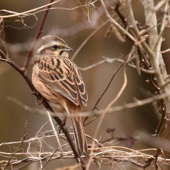 ホオジロ 守谷野鳥のみち 2022年1月23日(日)