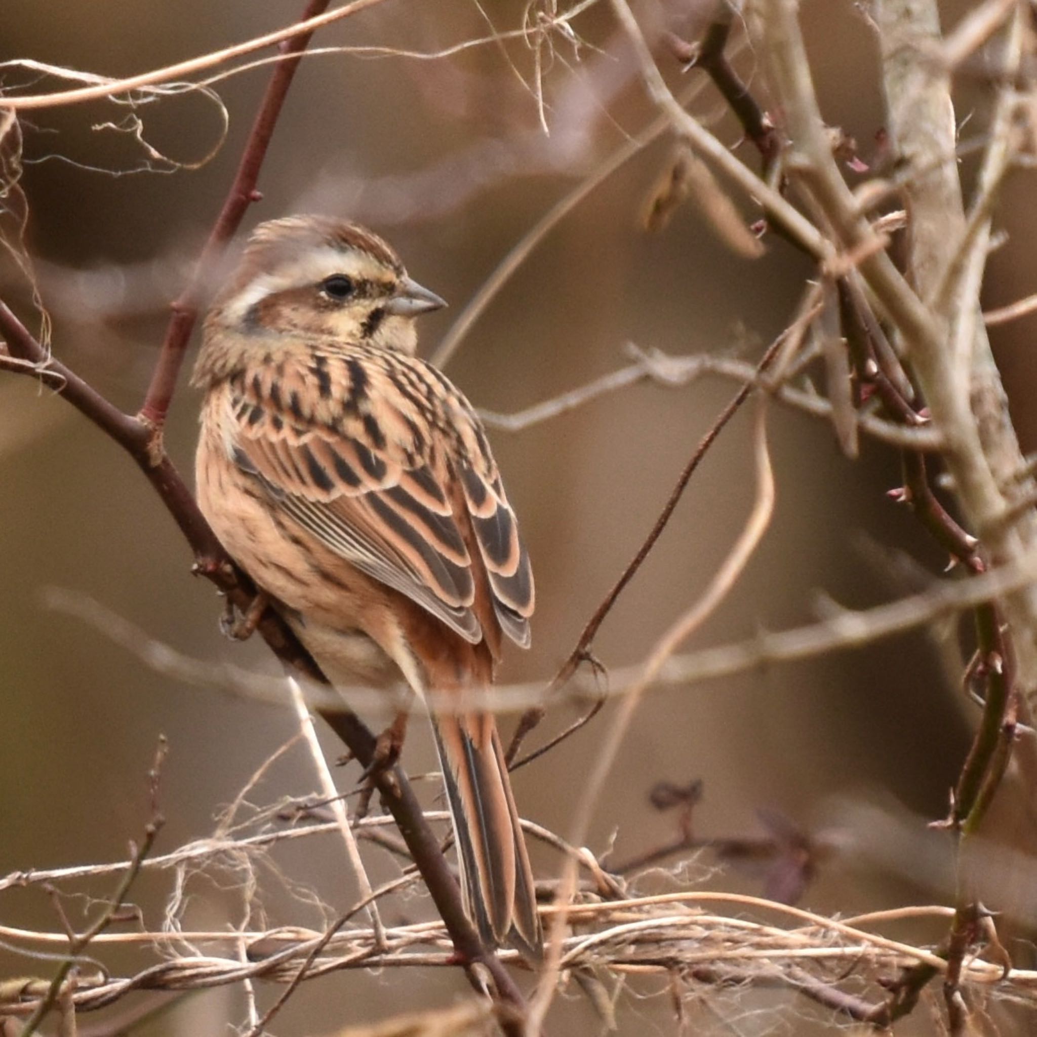 守谷野鳥のみち ホオジロの写真