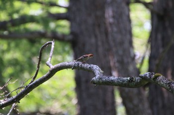 Russet Sparrow Unknown Spots Sun, 8/6/2017