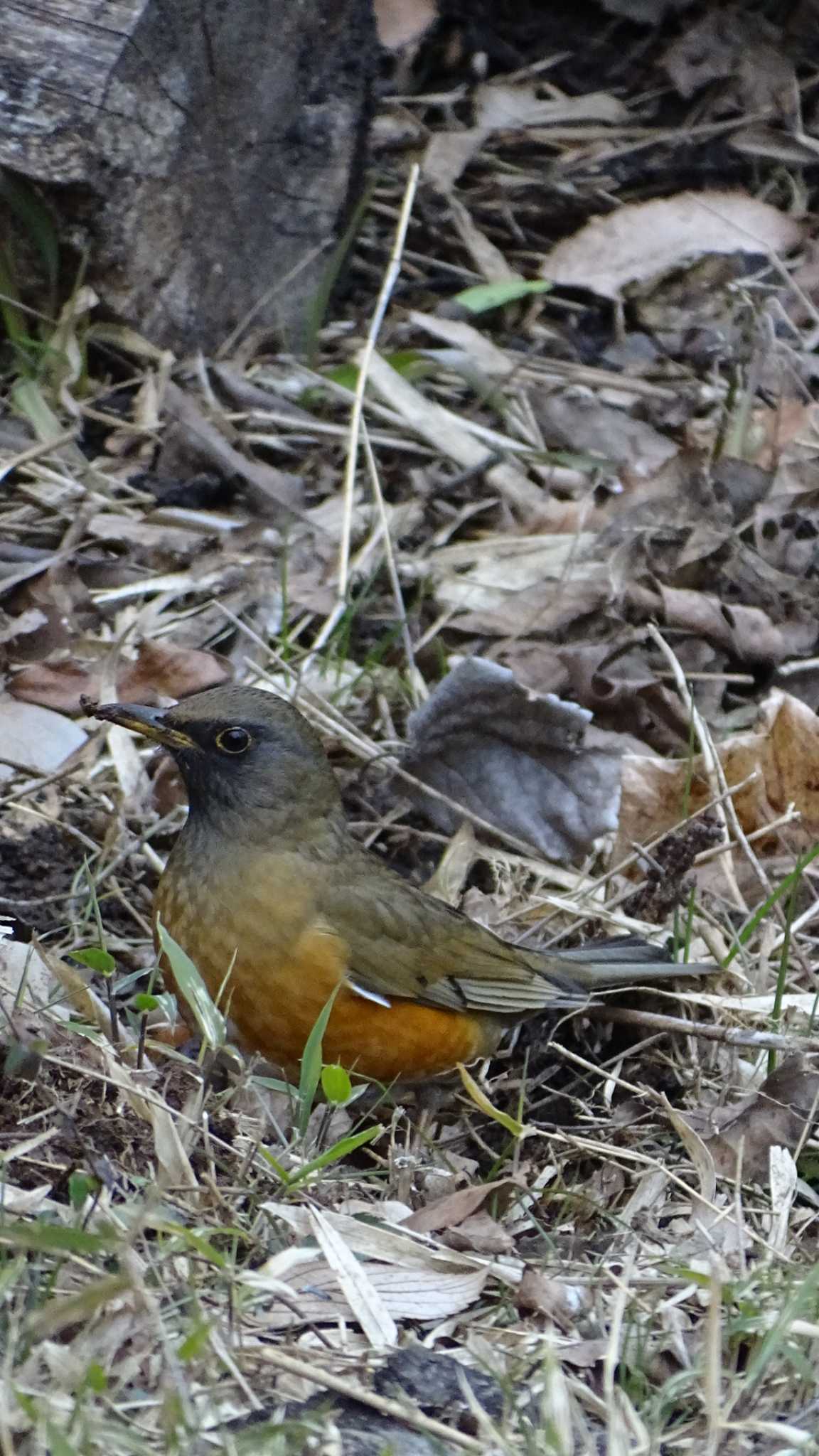 Brown-headed Thrush