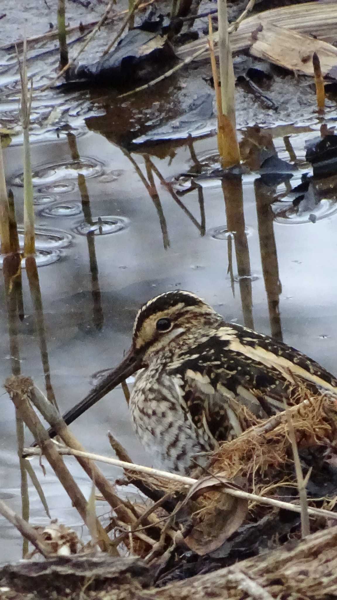 Photo of Common Snipe at Maioka Park by poppo