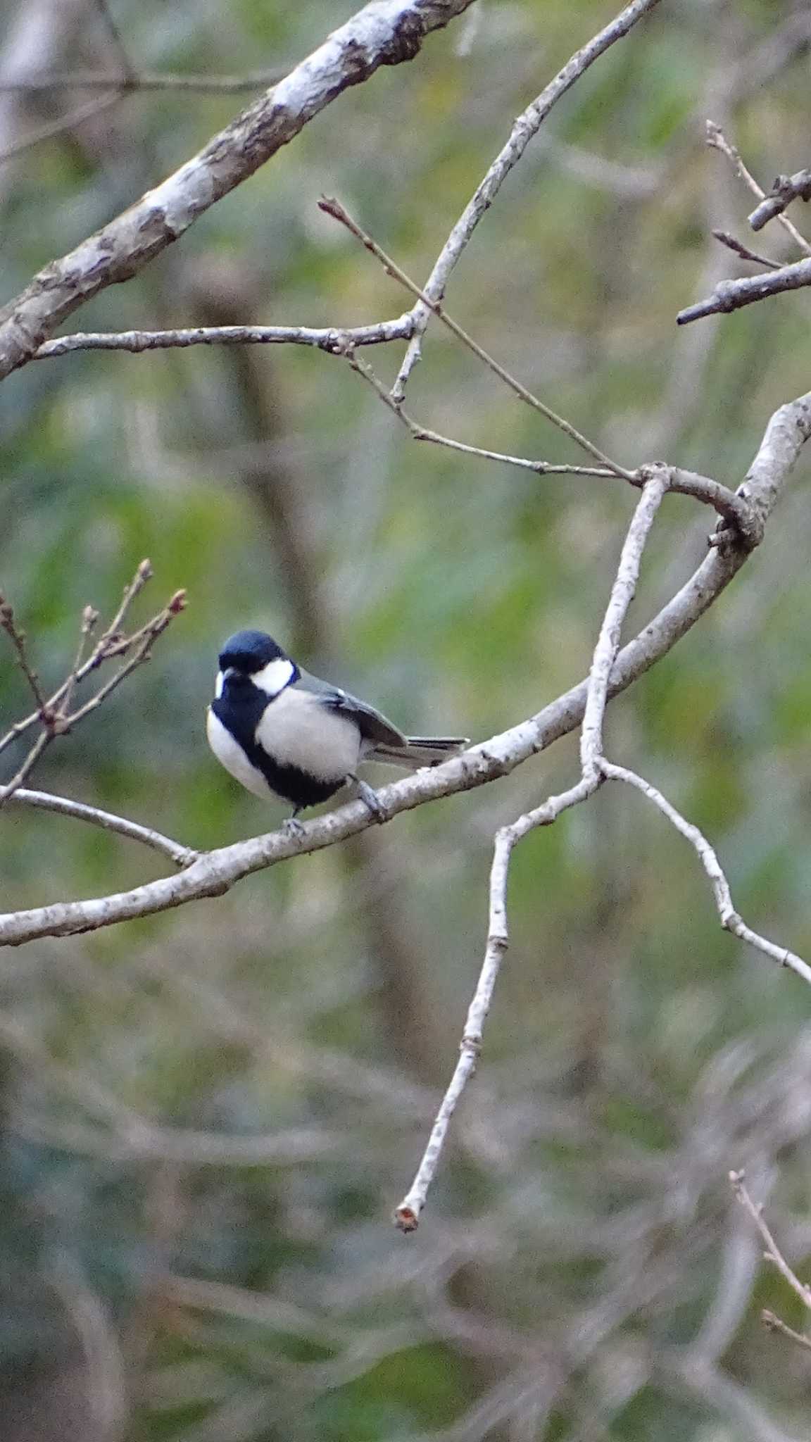 Japanese Tit