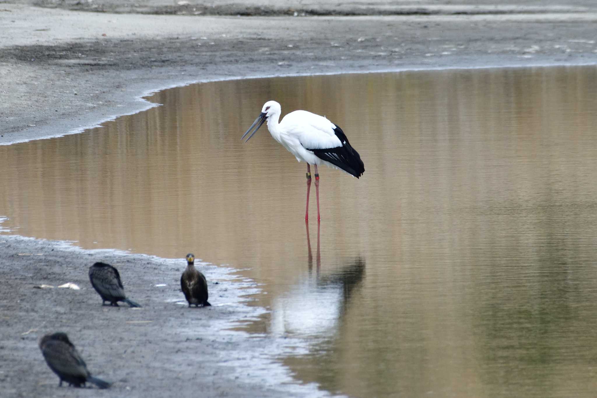  コウノトリの写真