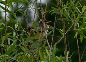 Oriental Reed Warbler Mizumoto Park Sun, 5/23/2021