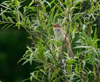 Oriental Reed Warbler Mizumoto Park Sun, 5/23/2021