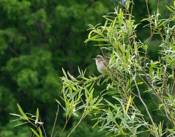 Oriental Reed Warbler Mizumoto Park Sun, 5/23/2021