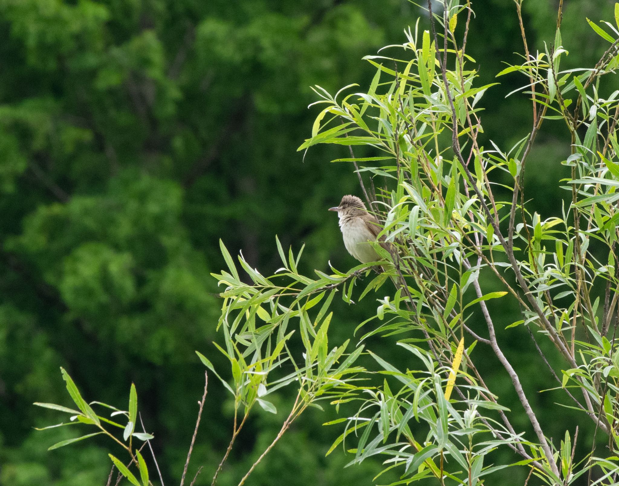 Photo of Oriental Reed Warbler at Mizumoto Park by  itboy2010