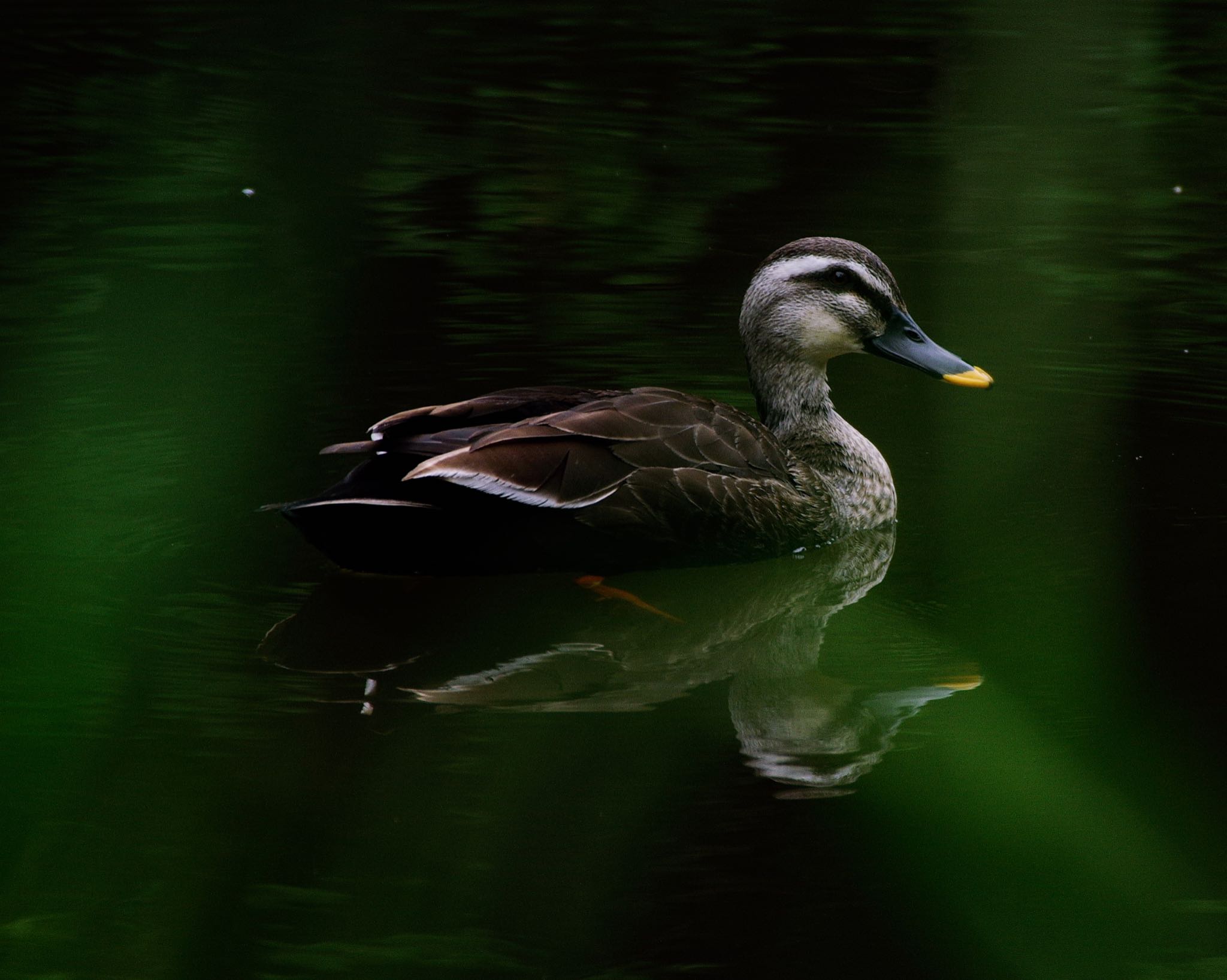 Photo of Eastern Spot-billed Duck at Mizumoto Park by  itboy2010