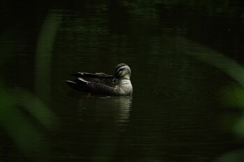 Eastern Spot-billed Duck Mizumoto Park Sun, 5/23/2021