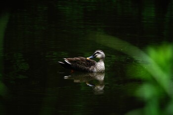 カルガモ 水元公園 2021年5月23日(日)