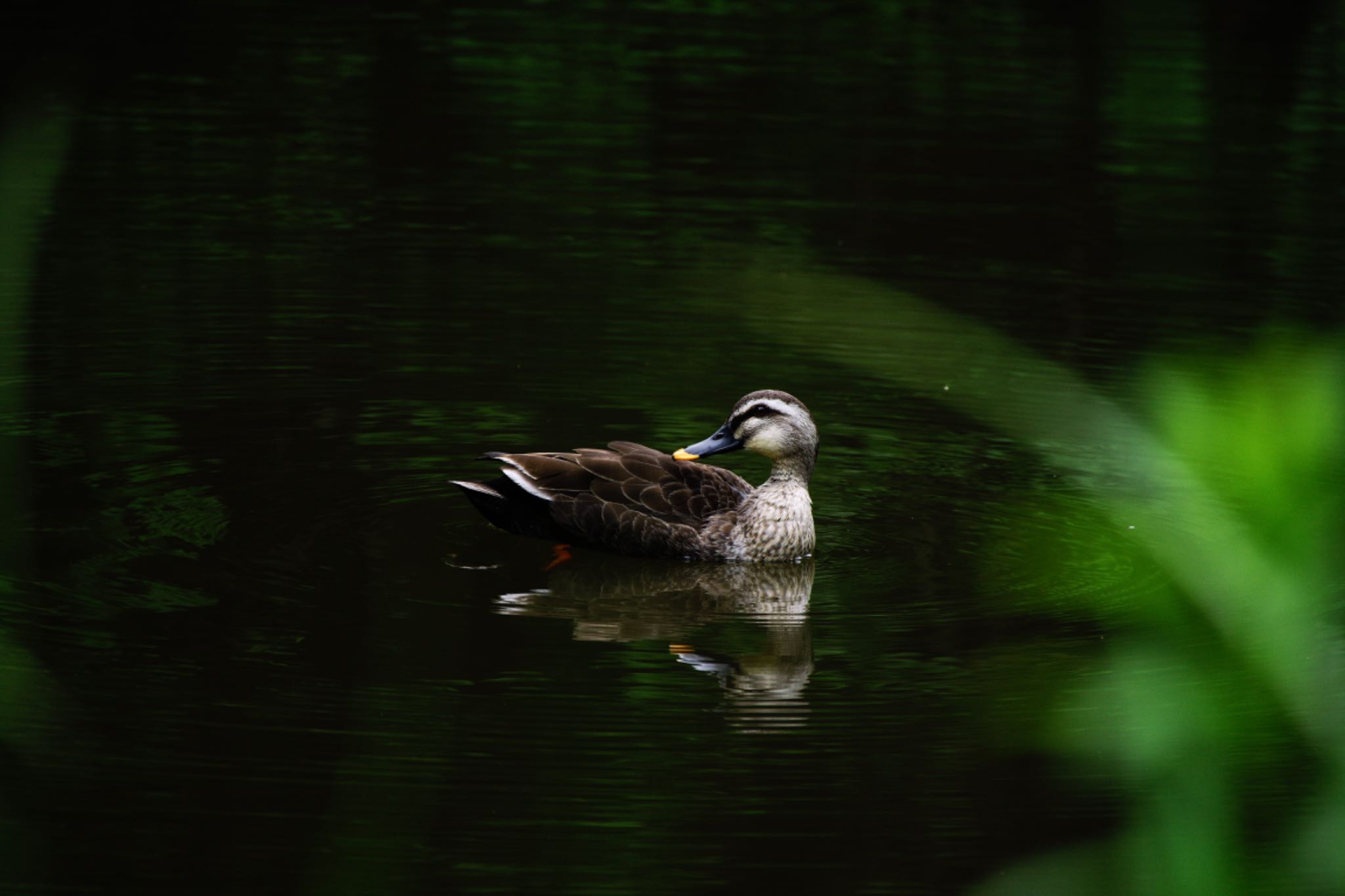 水元公園 カルガモの写真 by  itboy2010