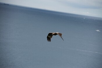 Black Kite ウミウ展望台 Sun, 6/20/2021