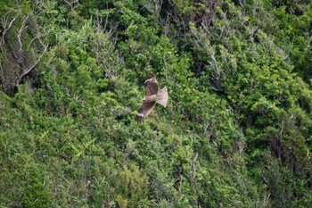 Black Kite ウミウ展望台 Sun, 6/20/2021