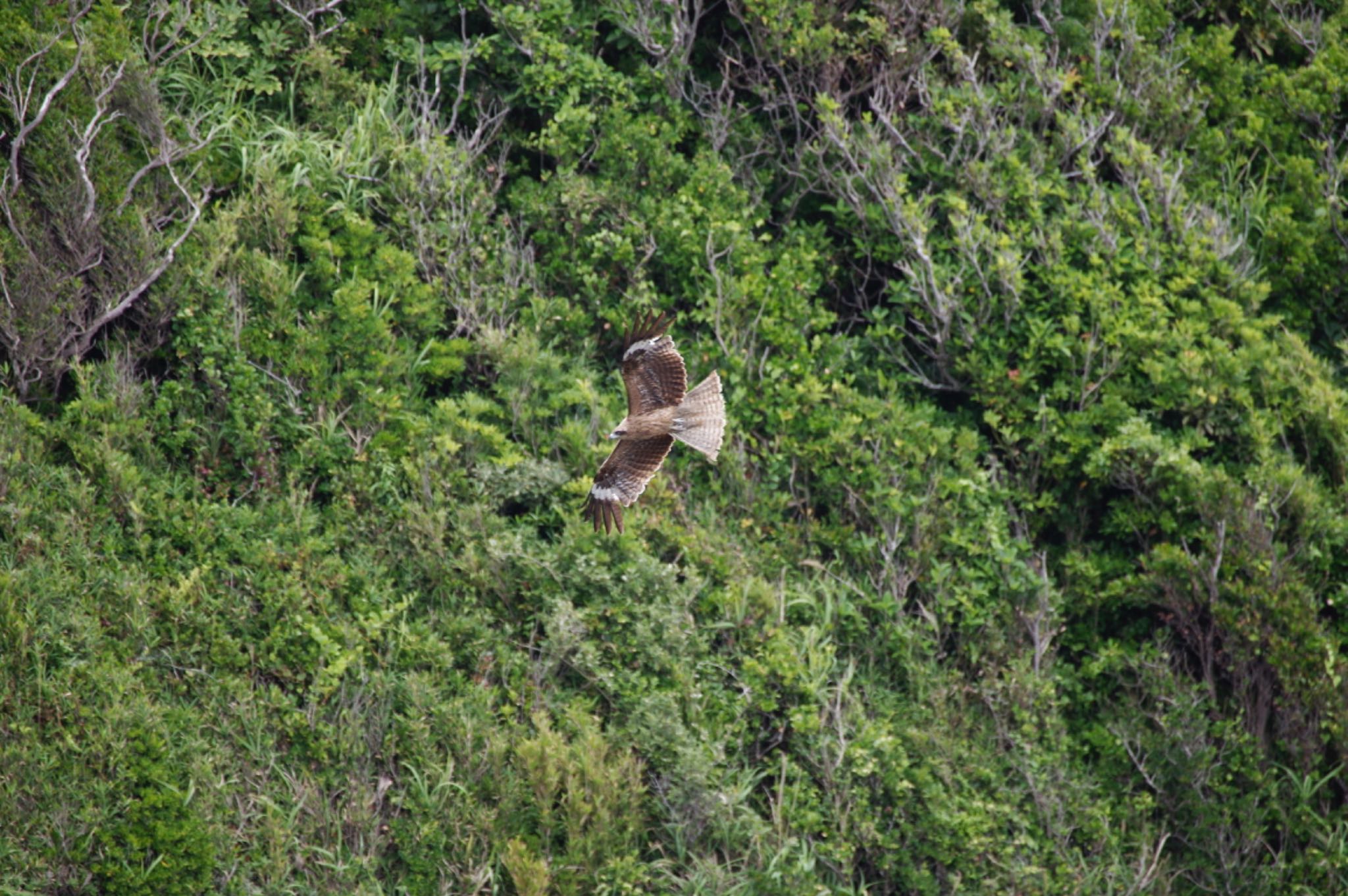 Photo of Black Kite at ウミウ展望台 by  itboy2010