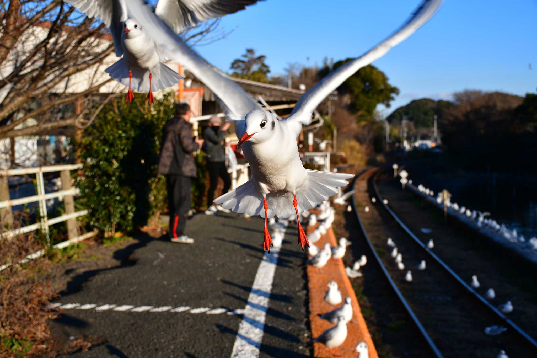 THE BIRDみたいだった