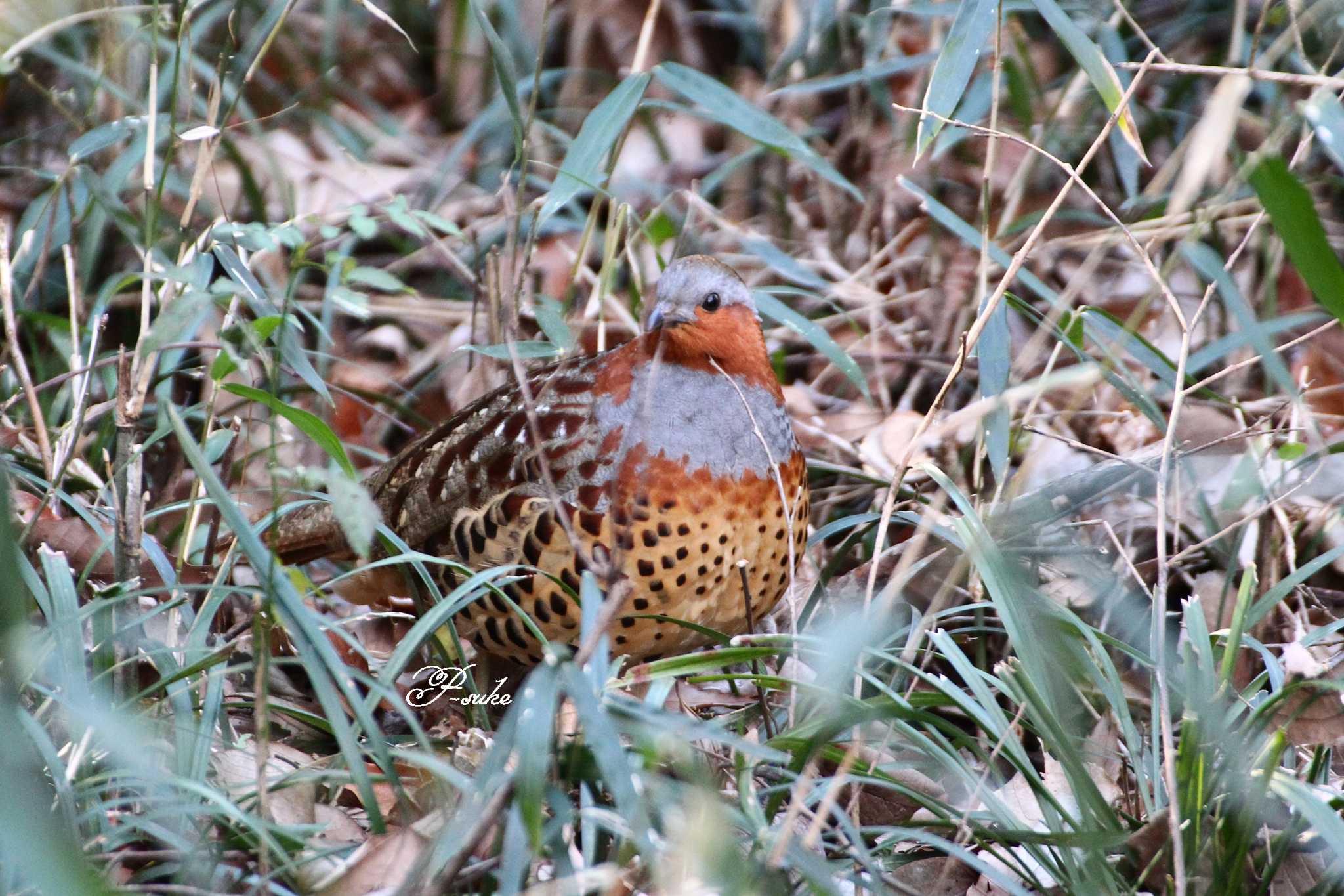 智光山公園 コジュケイの写真