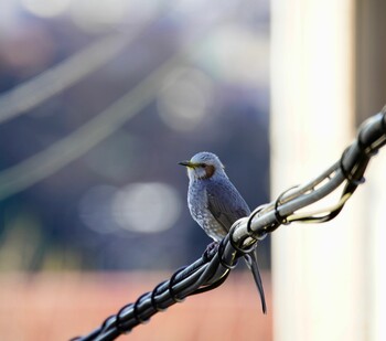 2021年12月19日(日) 葉山町一色の野鳥観察記録