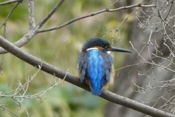 カワセミ 日比谷公園 2022年1月23日(日)