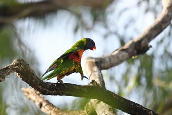 ゴシキセイガイインコ ケアンズ 2019年10月21日(月)