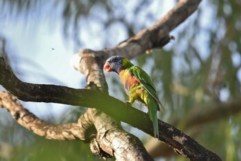 ゴシキセイガイインコ ケアンズ 2019年10月21日(月)