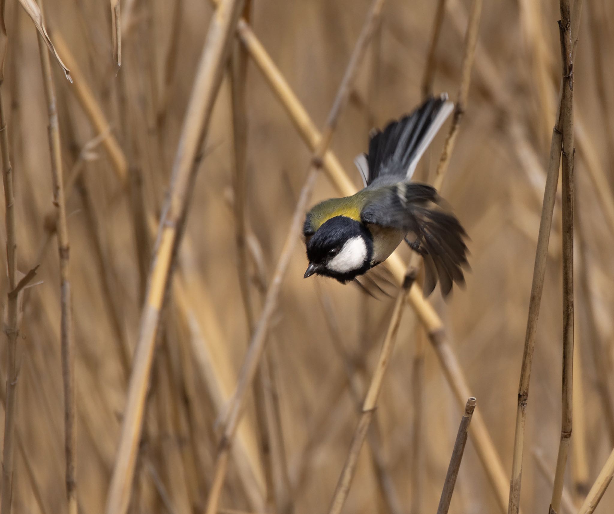 Photo of Japanese Tit at Mizumoto Park by  itboy2010